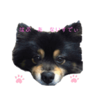 黒ポメちゃんのいちにち（個別スタンプ：9）