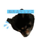黒ポメちゃんのいちにち（個別スタンプ：10）