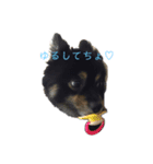 黒ポメちゃんのいちにち（個別スタンプ：11）