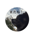 黒ポメちゃんのいちにち（個別スタンプ：14）