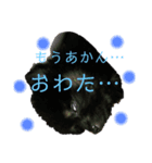 黒ポメちゃんのいちにち（個別スタンプ：15）