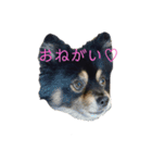 黒ポメちゃんのいちにち（個別スタンプ：16）