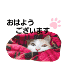子猫のラン（個別スタンプ：1）