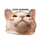 子猫のラン（個別スタンプ：2）