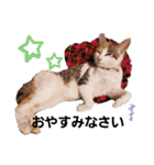 子猫のラン（個別スタンプ：3）