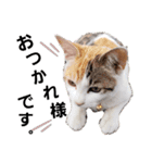 子猫のラン（個別スタンプ：5）
