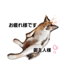 子猫のラン（個別スタンプ：6）