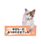 子猫のラン（個別スタンプ：7）