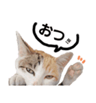 子猫のラン（個別スタンプ：8）