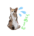 子猫のラン（個別スタンプ：10）