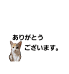 子猫のラン（個別スタンプ：11）