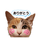子猫のラン（個別スタンプ：12）