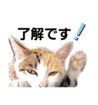 子猫のラン（個別スタンプ：13）