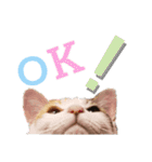 子猫のラン（個別スタンプ：14）