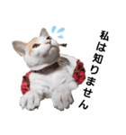 子猫のラン（個別スタンプ：15）