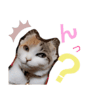 子猫のラン（個別スタンプ：16）