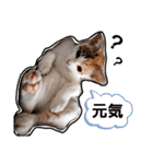 子猫のラン（個別スタンプ：17）