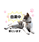 子猫のラン（個別スタンプ：19）