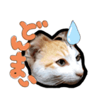 子猫のラン（個別スタンプ：22）