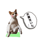 子猫のラン（個別スタンプ：25）
