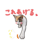 子猫のラン（個別スタンプ：27）