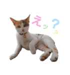 子猫のラン（個別スタンプ：28）