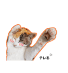 子猫のラン（個別スタンプ：30）