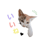 子猫のラン（個別スタンプ：32）