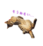 ピコペコミミの可愛いスタンプ（個別スタンプ：17）