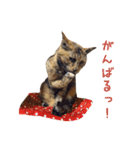 ピコペコミミの可愛いスタンプ（個別スタンプ：24）