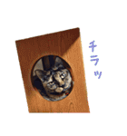 ピコペコミミの可愛いスタンプ（個別スタンプ：31）