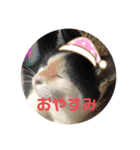 猫のこころちゃん（個別スタンプ：1）