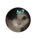 猫のこころちゃん（個別スタンプ：2）