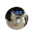 猫のこころちゃん（個別スタンプ：3）