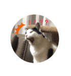 猫のこころちゃん（個別スタンプ：4）