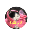 猫のこころちゃん（個別スタンプ：5）