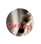 猫のこころちゃん（個別スタンプ：6）