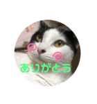 猫のこころちゃん（個別スタンプ：7）