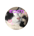 猫のこころちゃん（個別スタンプ：8）