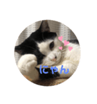 猫のこころちゃん（個別スタンプ：9）