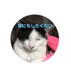 猫のこころちゃん（個別スタンプ：12）