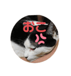 猫のこころちゃん（個別スタンプ：13）