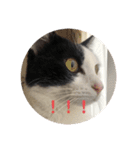 猫のこころちゃん（個別スタンプ：14）