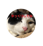 猫のこころちゃん（個別スタンプ：15）