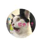 猫のこころちゃん（個別スタンプ：16）