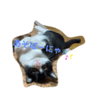 赤の他猫。（個別スタンプ：2）