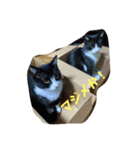 赤の他猫。（個別スタンプ：3）
