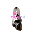 赤の他猫。（個別スタンプ：5）