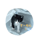 赤の他猫。（個別スタンプ：7）