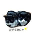 赤の他猫。（個別スタンプ：8）